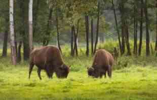 <span style='color:red;'><b>BIZONI</b></span> ČEKAJU DA IH KRSTITE! Kako biste nazvali fruškogorske bizone? (FOTO)