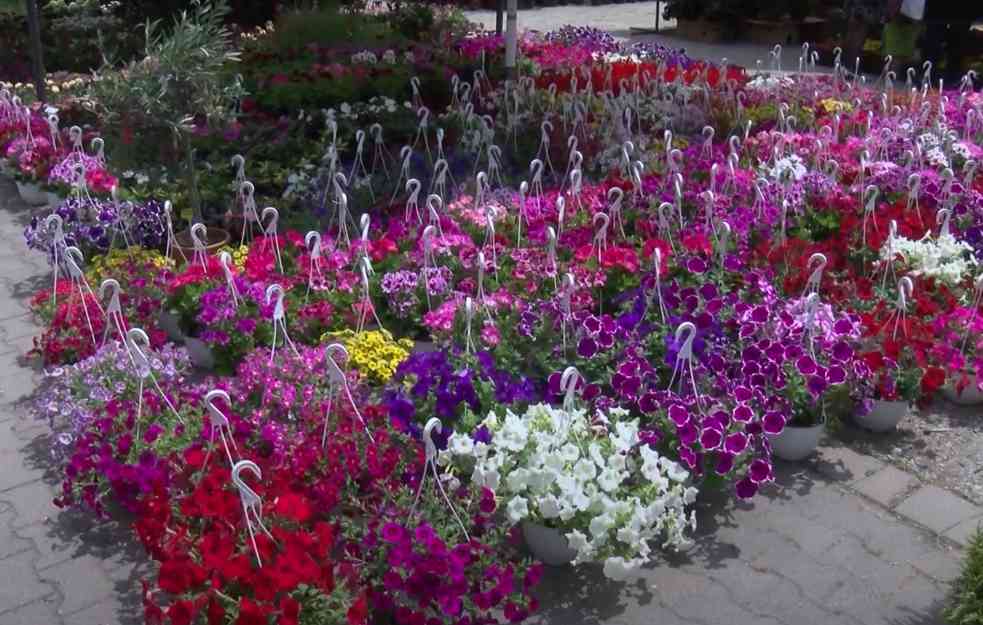 BOGATA PONUDA NAJRAZLIČITIJEG CVEĆA: Požurite u Kragujevac, počinje najmasovniji sajam hortikulture do sad