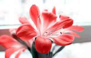 Klivija biljka za sreću, kada procveta stižu dobre vesti