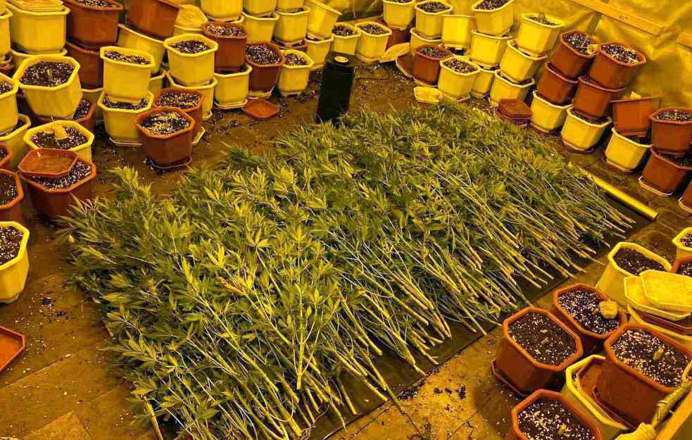 MUNJEVITA AKCIJA NIŠKE POLICIJE Pogledajte gde su uzgajali marihuanu (FOTO)