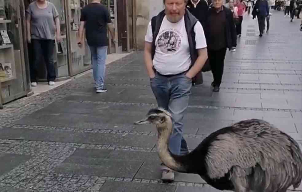 NIJE SKRIVENA KAMERA: Nepoznati muškarac Knezom prošetao PERNATO ČUDO, Beograđani gledali u NEVERICI (VIDEO)