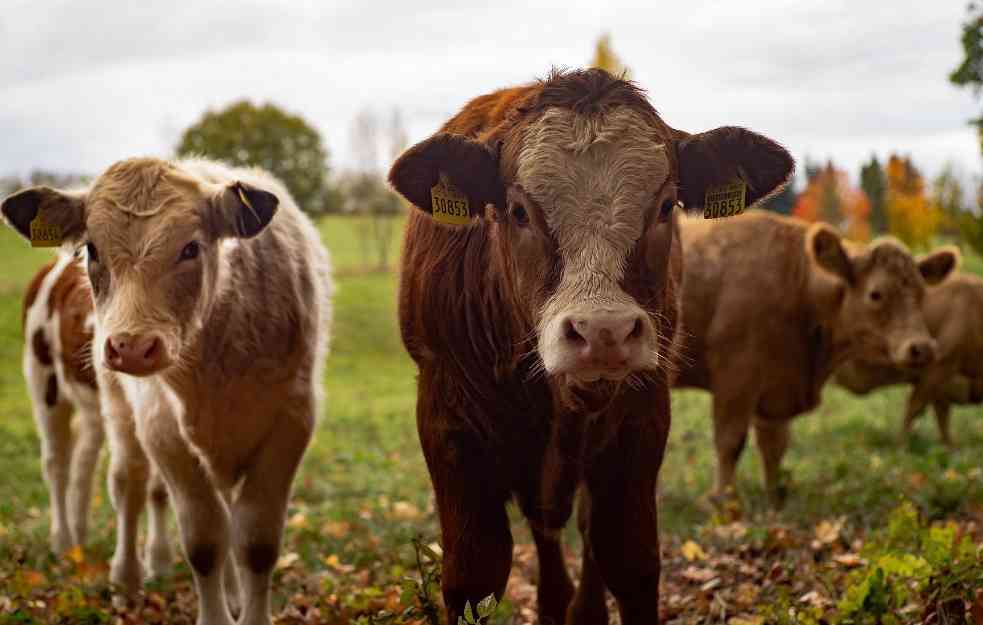 PRERAĐUJE SE ČAK I STAJNJAK: Danska povećava broj fabrika biogasa 