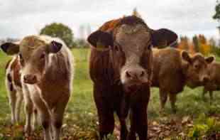 KRAVE KRIVE ZA AEROZAGAĐENJE? Pitanje broja krava po hektaru podelilo vladu i farmere u Holandiji