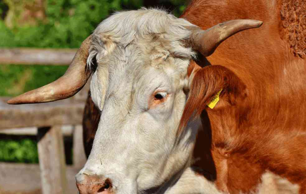 Udruženje odgajivača goveda: Mala gazdinstva u Srbiji zbog neisplativosti rasprodaju stoku