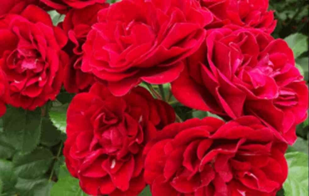 Prelepe raskošne ruže: LAVAGLUT mnogo cvetnice