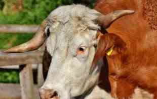 Udruženje odgajivača goveda: Mala gazdinstva u Srbiji zbog neisplativosti rasprodaju stoku