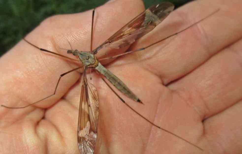 Istraživanje otkriva: Mužjaci komaraca su nekad bili krvopije