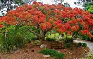 Drvo sa lišćem vatrenih boja, izuzetno lep dodatak svakoj bašti