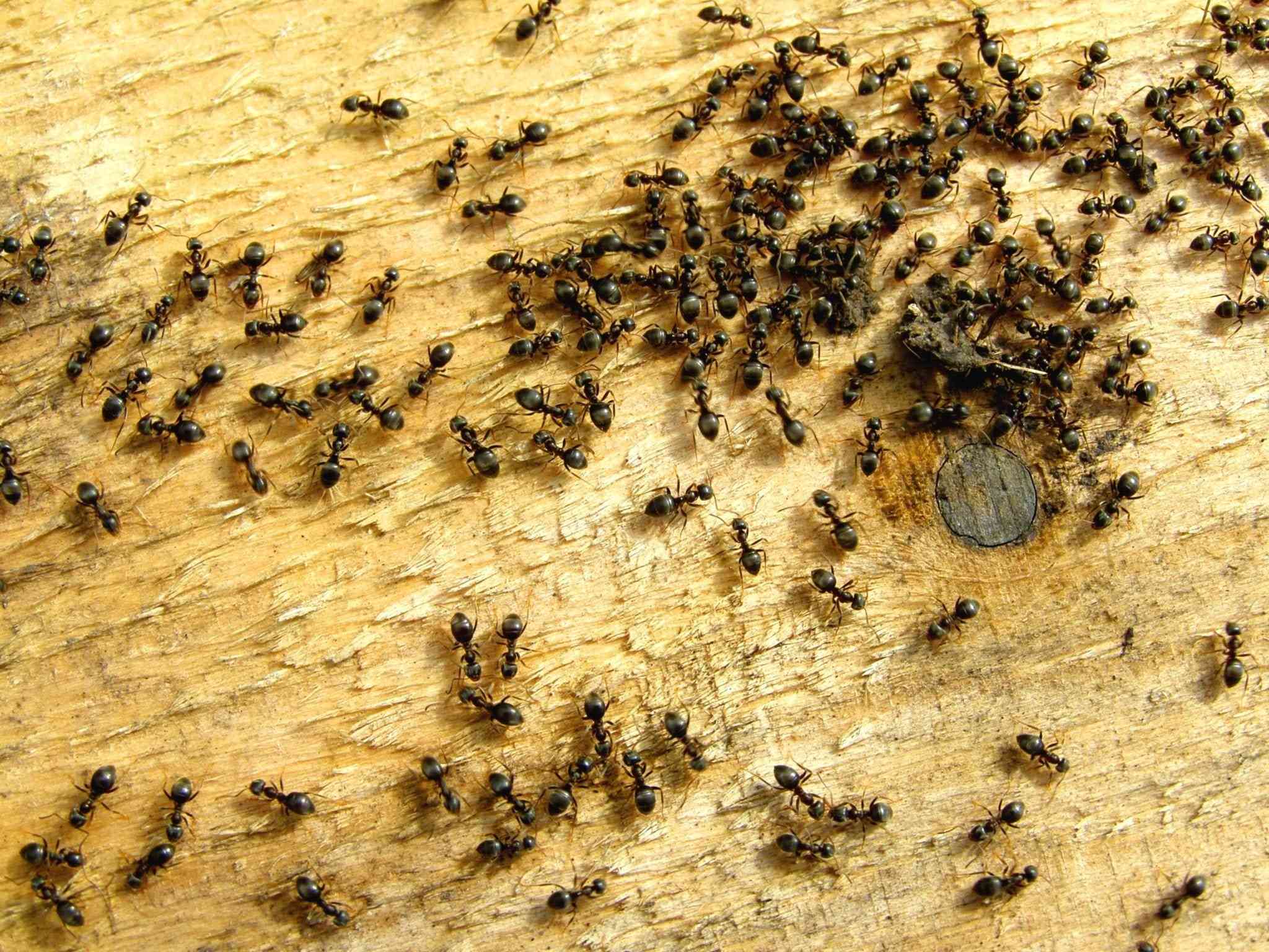 REŠITE SE DOSADNIH INSEKATA: Oslobodite se mrava prirodnim sredstvima iz kuhinje