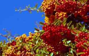 Dekorativan <span style='color:red;'><b>IRGA</b></span> GRM koji se lako uzgaja i vrlo je efikasan