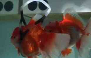 Modni <span style='color:red;'><b>dizajn</b></span>er napravio INVALIDSKA KOLICA za svoju zlatnu ribicu sa invaliditetom (VIDEO)