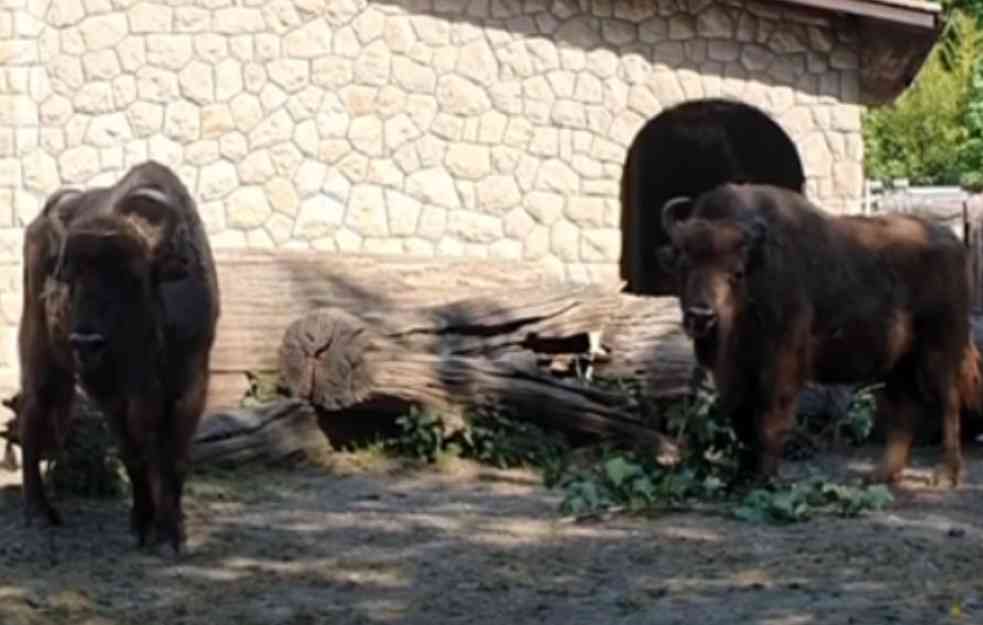 ŠOKANTNO : Bizon napao ženu i bacio je tri metra