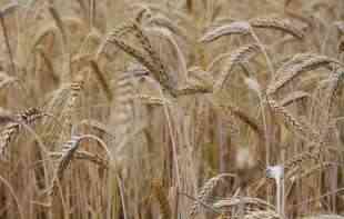 PRODUKTNA BERZA: Kukuruz i pšenica bile u padu