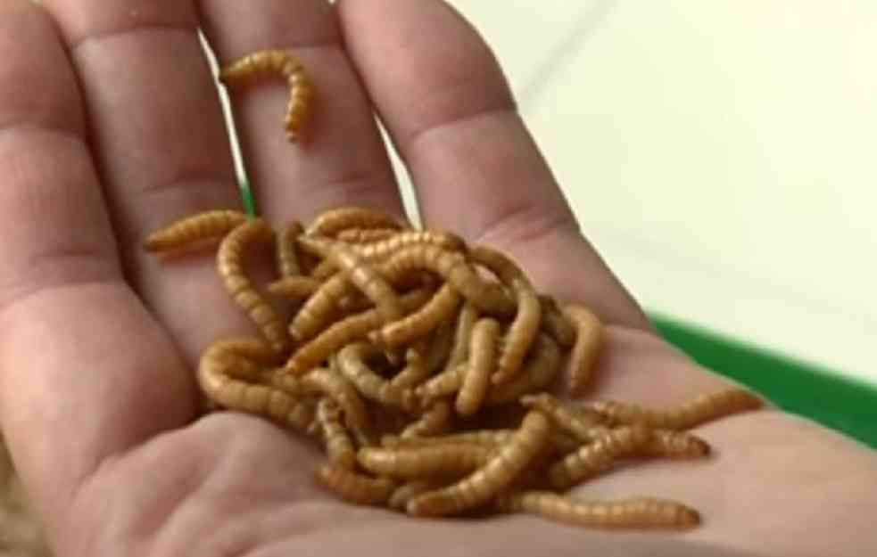 VOLITE EGZOTIČNU HRANU? Da li bi probali BRAŠNASTOG CRVA?