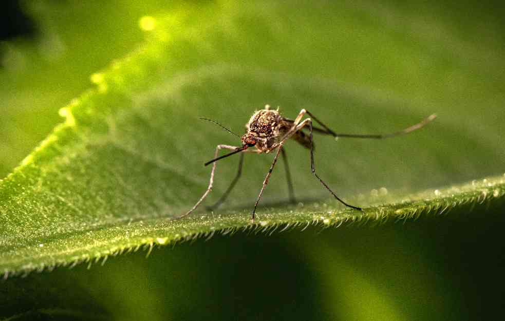 VIRUS ZAPADNOG NILA U SRBIJI: U kojim opštinama u Beogradu su pronađeni zaraženi komarci