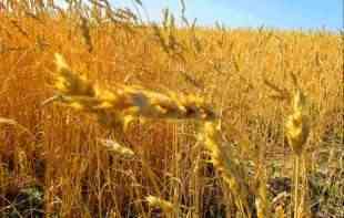 <span style='color:red;'><b>Ministar Nedimović</b></span> poručio da ćemo imati pšenice i za izvoz