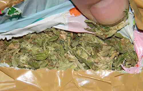 VELIKA AKCIJA POLICIJE U SOMBORU: Nađeni zasadi marihuane teški 150kg