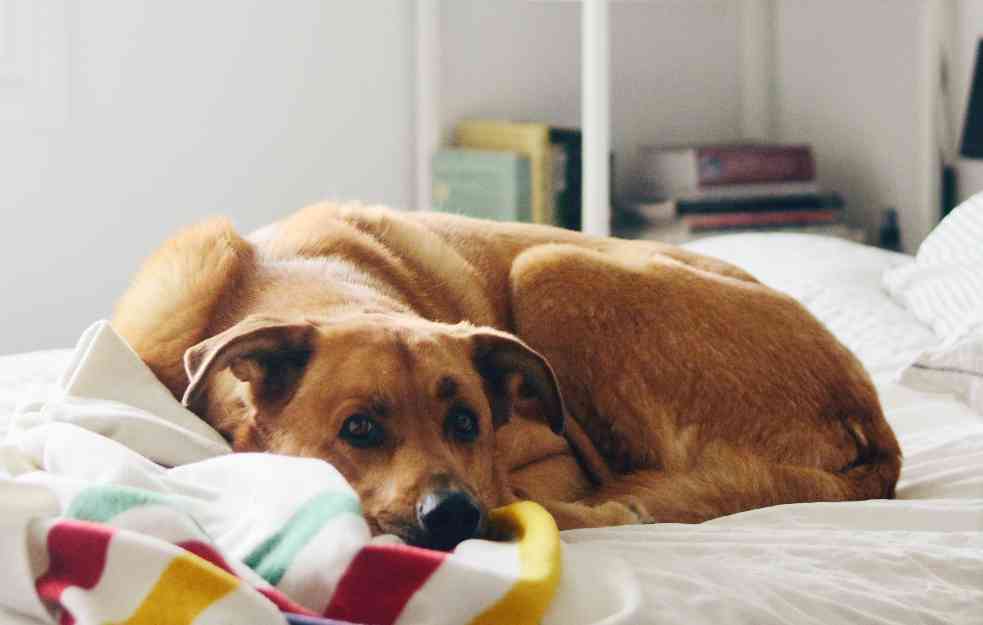 Zašto psi najčešće spavaju sklupčani?