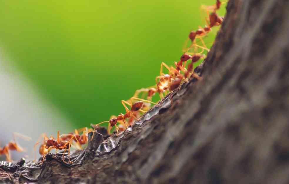 IZLAZE NA LETO: Trik koji će vam pomoći da se oslobodite mrava u kući