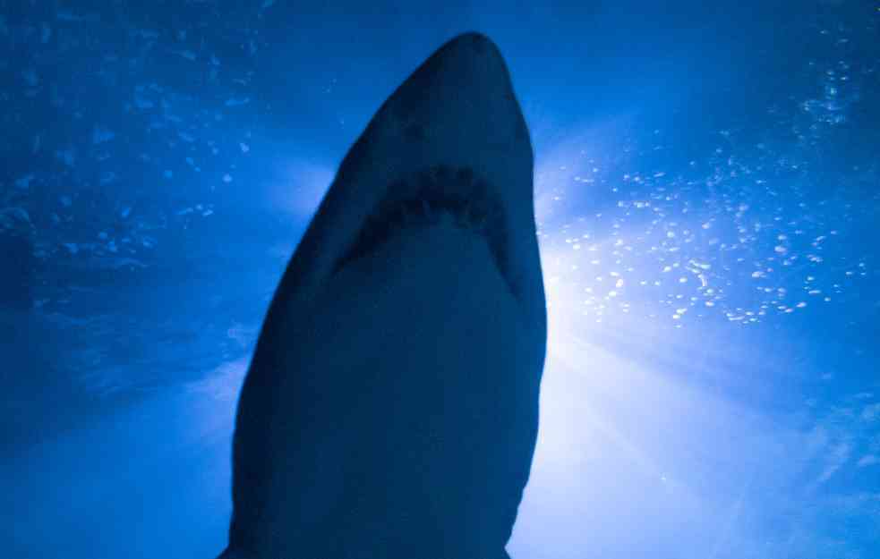 Njujork: Pojačan nadzor zbog niza napada morskih pasa