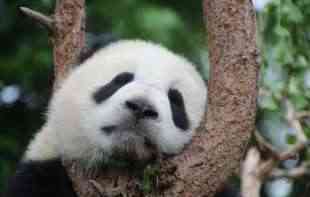 TUŽNE VESTI: Uspavan najstariji mužjak džinovske pande