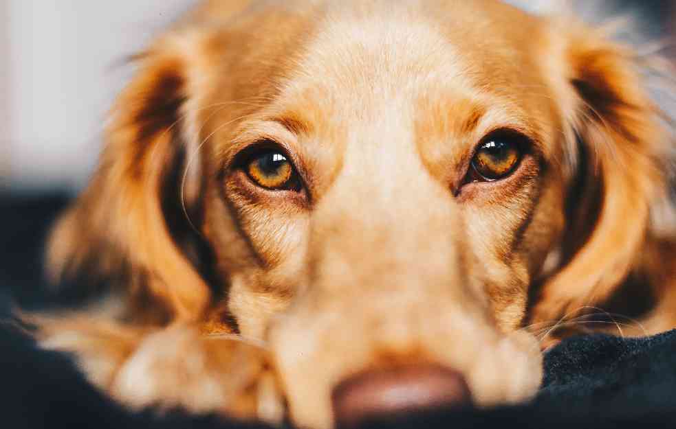 Zašto psi njuše međunožje svojih vlasnika?