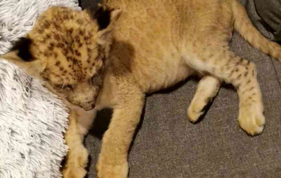 Pronađeno mladunče lava pa piton: Uhapšen muškarac koji je osumljičen da je trgovao životinjama