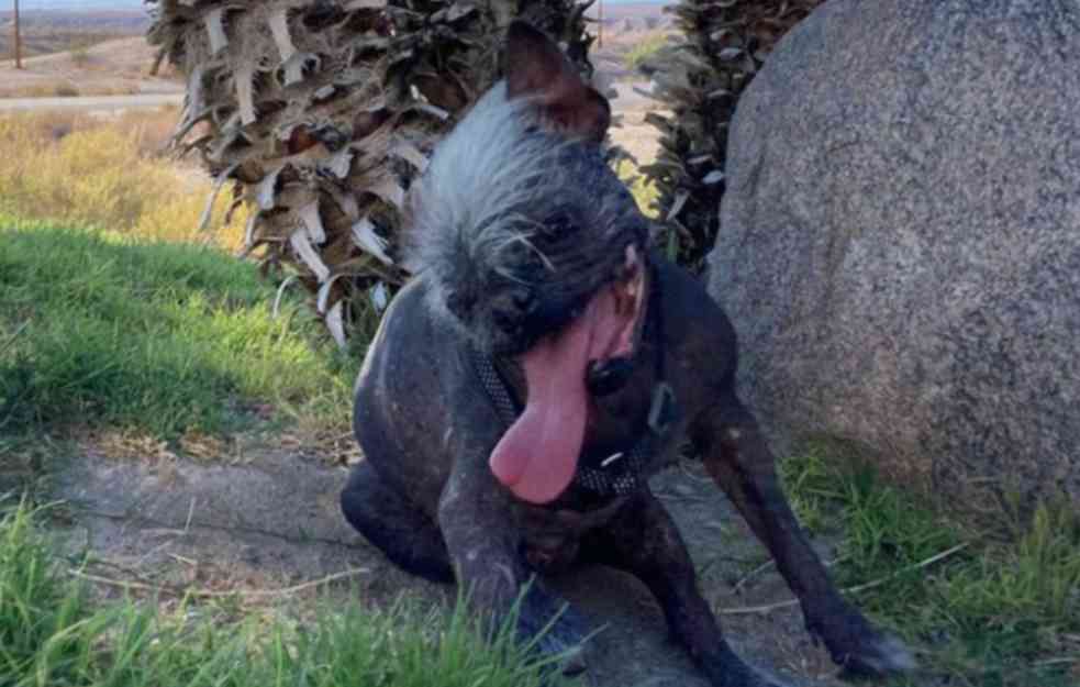 Pogledajte zvanično najružnijeg psa na svetu (FOTO)