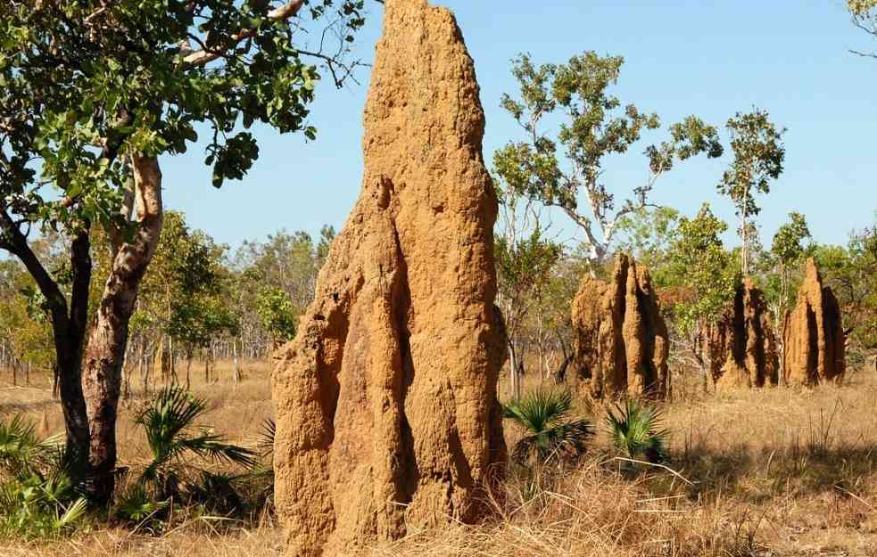 NE BISTE POVEROVALI: Kako gnezdo termita može da pomogne arhitektama?