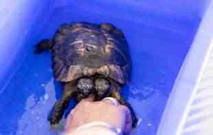 FENOMEN MEĐU ŽIVOTINJAMA: Dvoglava kornjača proslavila 25.rođendan, evo šta je bio poklon