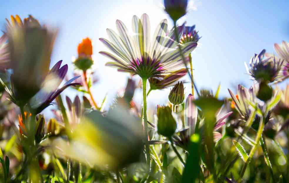 U Srbiji danas pretežno sunčano, temperatura do 28 stepeni