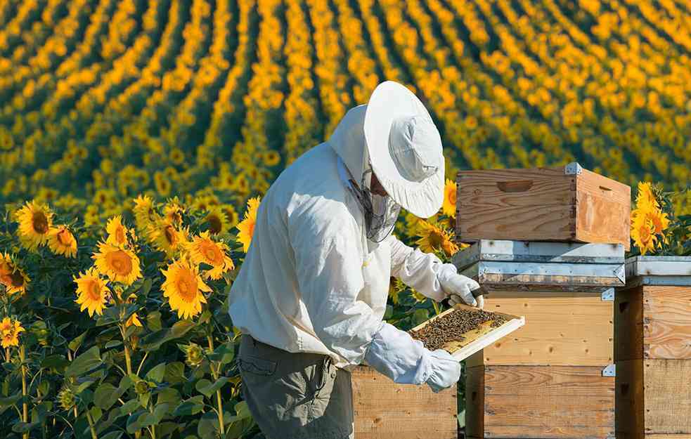 NOVA SAZNANJA O MRAVIMA: Mravi bi mogli zameniti štetne pesticide i spasti pčele, kažu naučnici