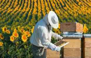 NOVA SAZNANJA O <span style='color:red;'><b>MRAVI</b></span>MA: <span style='color:red;'><b>Mravi</b></span> bi mogli zameniti štetne pesticide i spasti pčele, kažu naučnici
