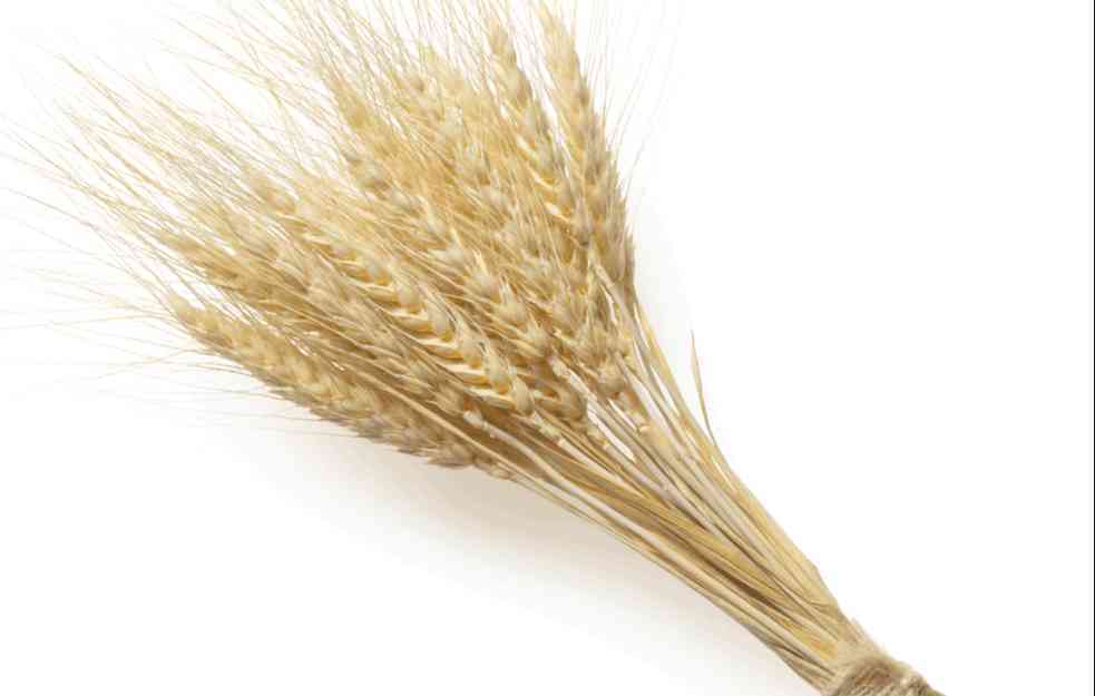 Prijavljeno 118.912 tona pšenice za državni otkup po 40 RSD