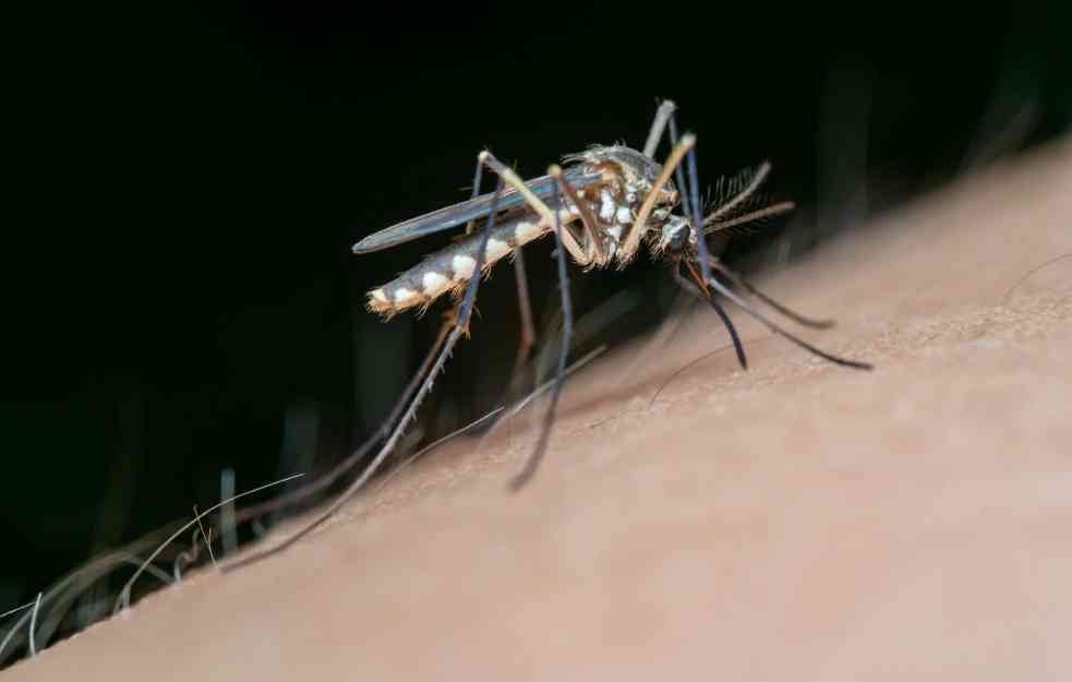 Počinje suzbijanje komaraca: Velika akcija na pet beogradskih opština