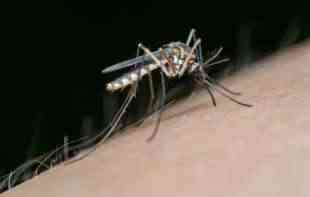 Biće ovo “dugo leto” kada je reč o komarcima: EVO ŠTA MOŽEMO DA URADIMO DA SPREČIMO NAJEZDU