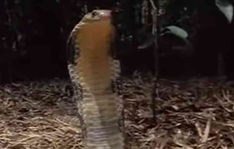 Šta njihovi otrovi čine ljudskom telu: Deset najotrovnijih zmija na svetu (VIDEO)