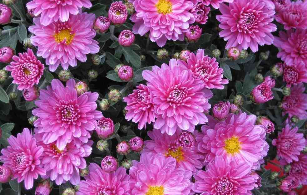 PLASTENCI MORAJU DA SE ZAGREVAJU: I cvećarstvo u problemu zbog skoka cena