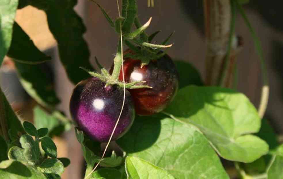 GMO LJUBIČASTI PARADAJZ USKORO NA PIJACAMA : Ima isti miris kao crveni, čak i ukus