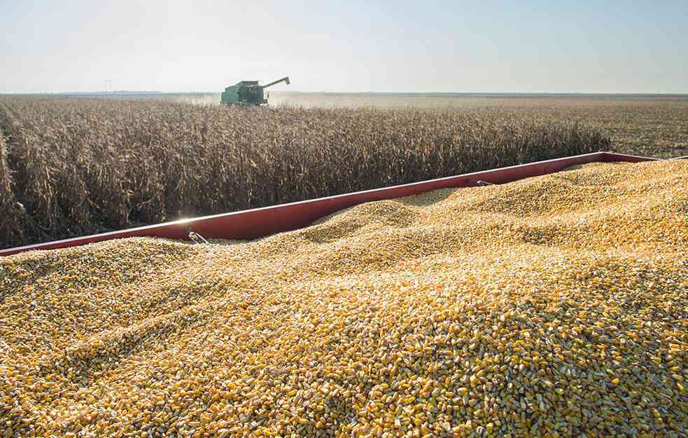 EVO KAKAV JE DESETOGODIŠNJI PROSEK: Smanjena proizvodnja pšenice i kukuruza, dobre prognoze za suncokret