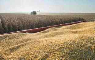 EVO KAKAV JE DESETOGODIŠNJI PROSEK: Smanjena proizvodnja pšenice i kukuruza, dobre <span style='color:red;'><b>prognoze</b></span> za suncokret