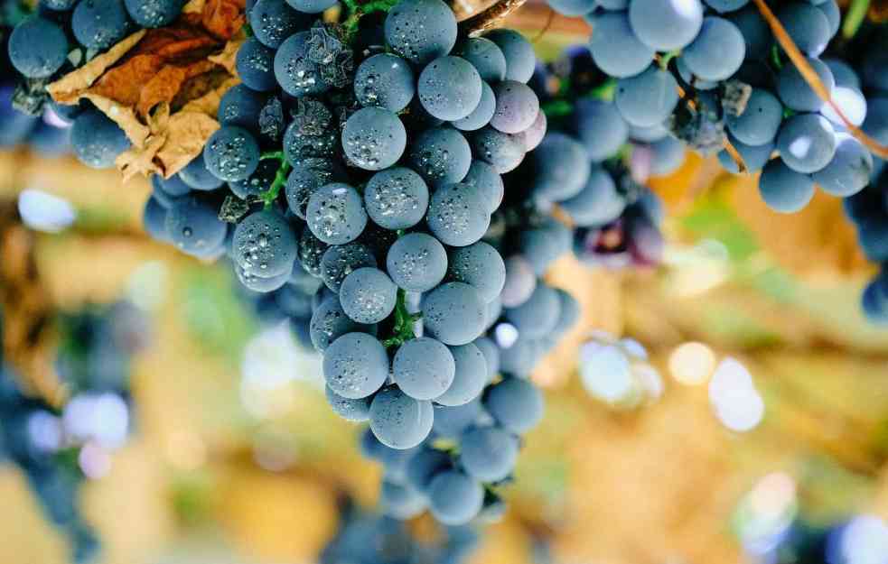 POČETAK RADA POSLE NOVE GODINE: U oktobru se formira Nacionalni <span style='color:red;'><b>institut</b></span> za vinogradarstvo i vinarstvo