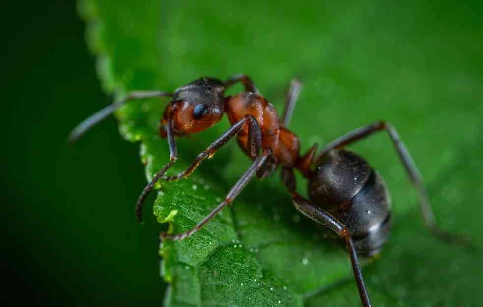 DA LI STE SE IKADA OVO ZAPITALI? Koliko ima mrava na svetu?