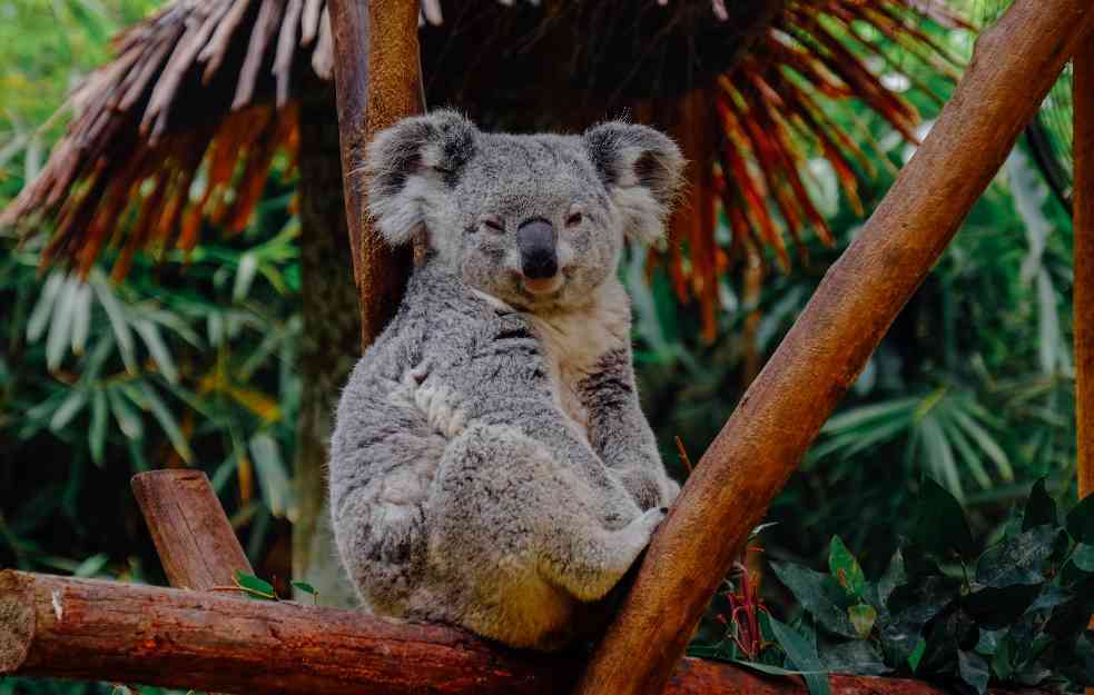 Preti li koalama izumiranje?