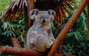 Preti li koalama <span style='color:red;'><b>izumiranje</b></span>?