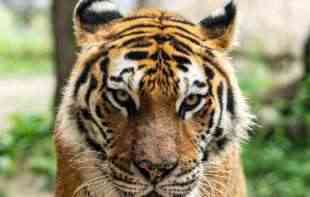 <span style='color:red;'><b>Tigar</b></span> joj napao muža: Jedva ga iščepala iz kandži predatora