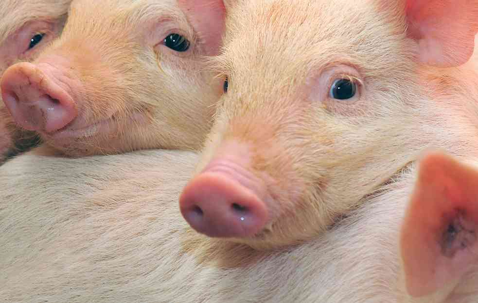 Epidemija afričke kuge svinja ukinuta na teritoriji Čačka