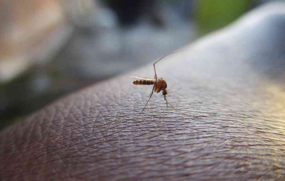 KONAČNO OTKRIVENO: Evo zašto u neki ljudi magnet za komarce