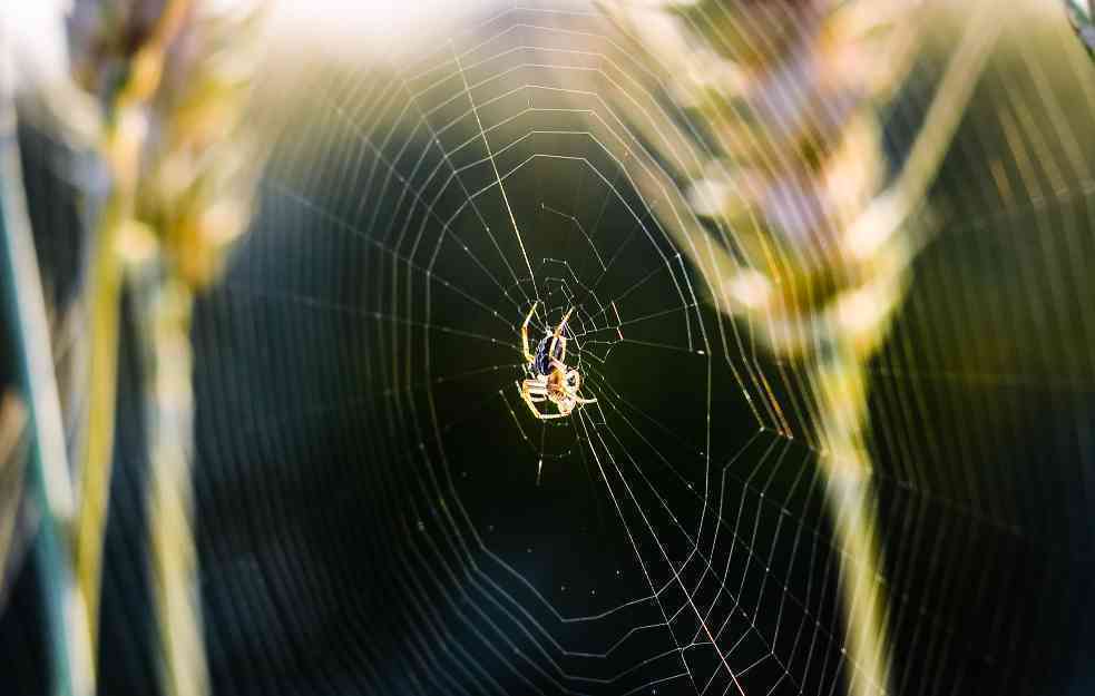 Šta se događa kada progutamo pauka?