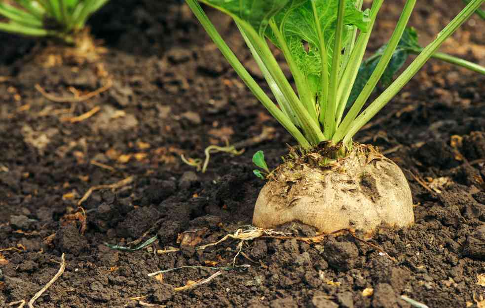 EVO KO IMA PRAVO NA SUBVENCIJE: Vlada će subvencionisati uzgoj šećerne repe sa 35.000 dinara po hektaru